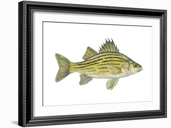 Yellow Bass (Roccus Mississippiensis), Fishes-Encyclopaedia Britannica-Framed Art Print