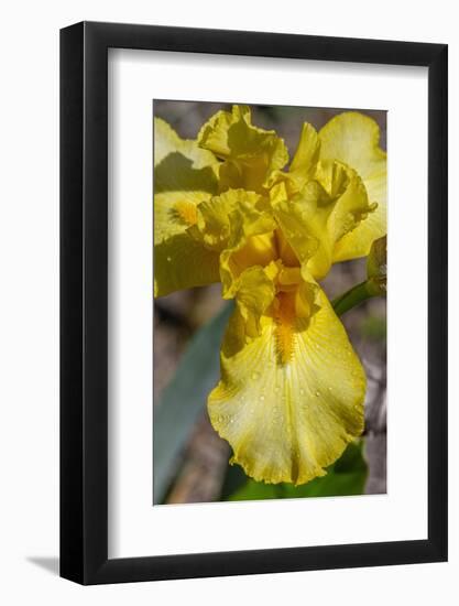 Yellow Bearded Iris-Jim Engelbrecht-Framed Photographic Print