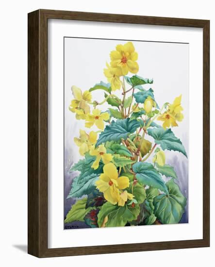 Yellow Begonia 2, 2019 (Watercolour on Paper)-Christopher Ryland-Framed Giclee Print