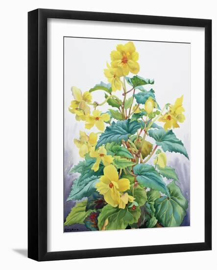 Yellow Begonia 2, 2019 (Watercolour on Paper)-Christopher Ryland-Framed Giclee Print