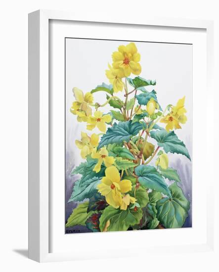 Yellow Begonia 2, 2019 (Watercolour on Paper)-Christopher Ryland-Framed Giclee Print