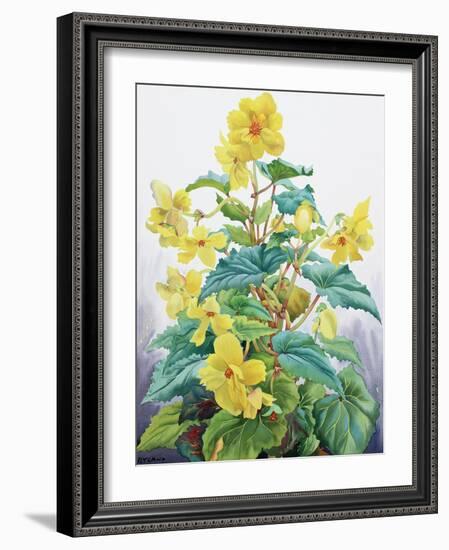 Yellow Begonia 2, 2019 (Watercolour on Paper)-Christopher Ryland-Framed Giclee Print