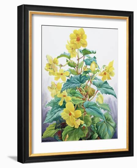 Yellow Begonia 2, 2019 (Watercolour on Paper)-Christopher Ryland-Framed Giclee Print