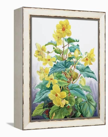 Yellow Begonia 2, 2019 (Watercolour on Paper)-Christopher Ryland-Framed Premier Image Canvas