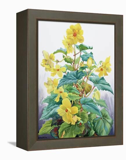 Yellow Begonia 2, 2019 (Watercolour on Paper)-Christopher Ryland-Framed Premier Image Canvas