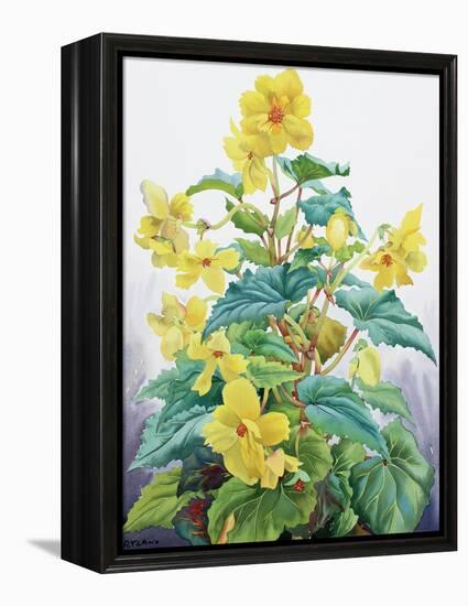 Yellow Begonia 2, 2019 (Watercolour on Paper)-Christopher Ryland-Framed Premier Image Canvas