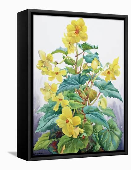 Yellow Begonia 2, 2019 (Watercolour on Paper)-Christopher Ryland-Framed Premier Image Canvas