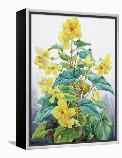 Yellow Begonia 2, 2019 (Watercolour on Paper)-Christopher Ryland-Framed Premier Image Canvas