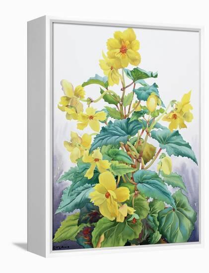 Yellow Begonia 2, 2019 (Watercolour on Paper)-Christopher Ryland-Framed Premier Image Canvas