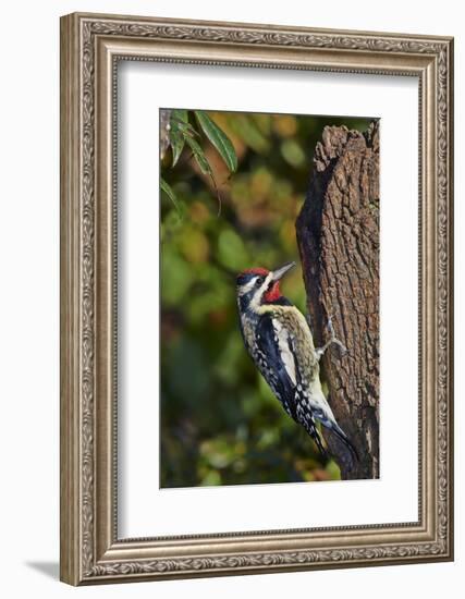 Yellow-Beilled Sapsucker-Gary Carter-Framed Photographic Print