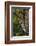 Yellow-Beilled Sapsucker-Gary Carter-Framed Photographic Print