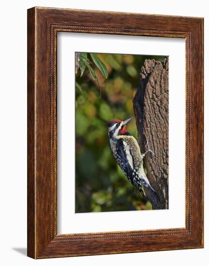 Yellow-Beilled Sapsucker-Gary Carter-Framed Photographic Print