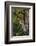 Yellow-Beilled Sapsucker-Gary Carter-Framed Photographic Print