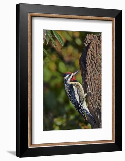 Yellow-Beilled Sapsucker-Gary Carter-Framed Photographic Print