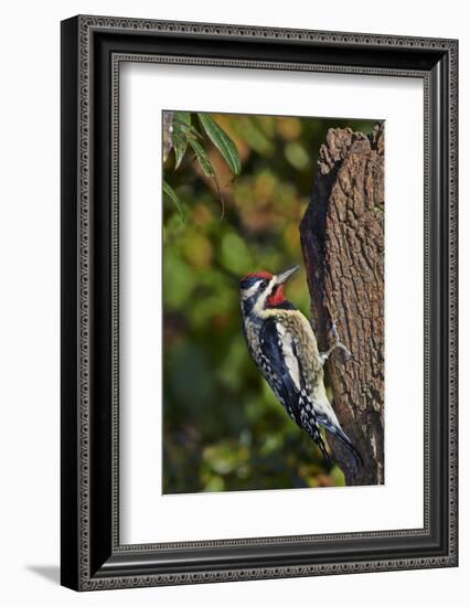 Yellow-Beilled Sapsucker-Gary Carter-Framed Photographic Print