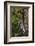 Yellow-Beilled Sapsucker-Gary Carter-Framed Photographic Print