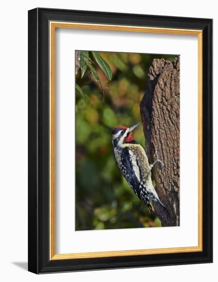 Yellow-Beilled Sapsucker-Gary Carter-Framed Photographic Print