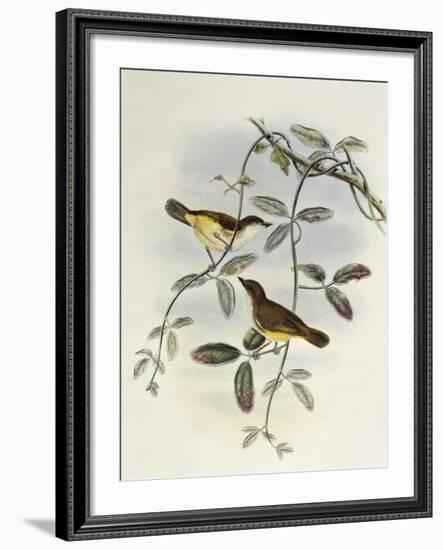 Yellow-Bellied Gerygone (Gerygone Chrysogaster)-John Gould-Framed Giclee Print