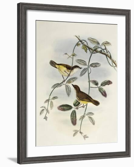 Yellow-Bellied Gerygone (Gerygone Chrysogaster)-John Gould-Framed Giclee Print