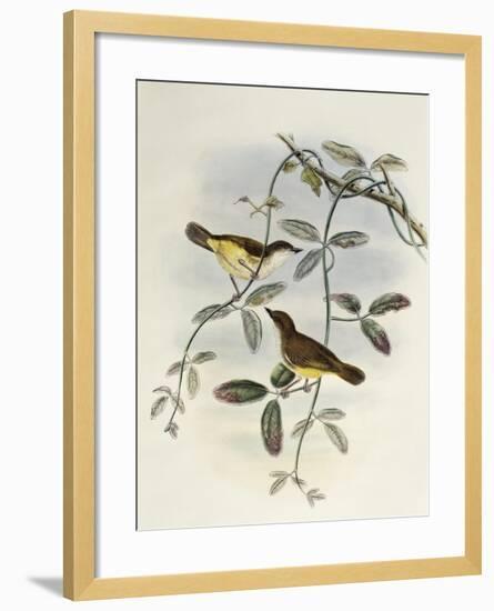 Yellow-Bellied Gerygone (Gerygone Chrysogaster)-John Gould-Framed Giclee Print