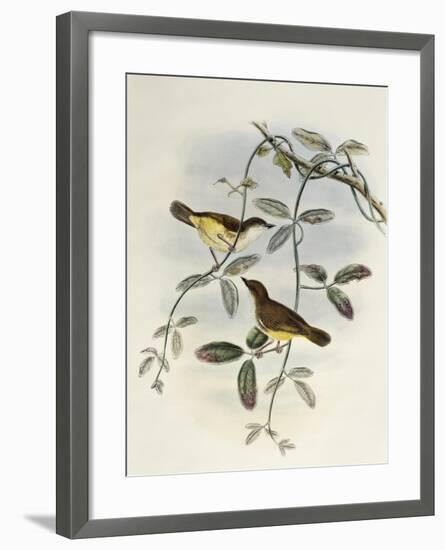 Yellow-Bellied Gerygone (Gerygone Chrysogaster)-John Gould-Framed Giclee Print