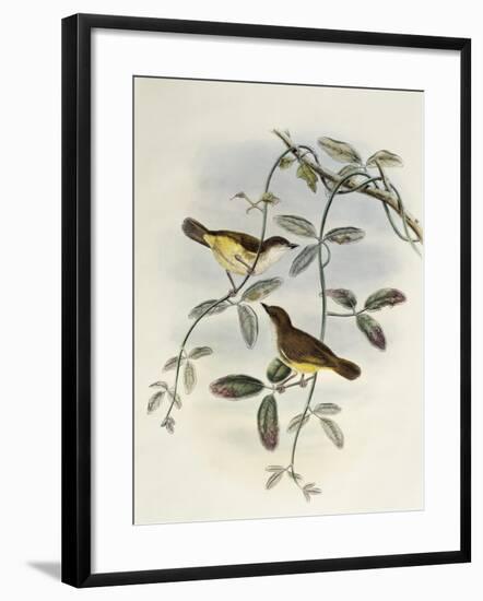 Yellow-Bellied Gerygone (Gerygone Chrysogaster)-John Gould-Framed Giclee Print