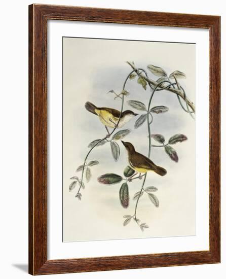 Yellow-Bellied Gerygone (Gerygone Chrysogaster)-John Gould-Framed Giclee Print