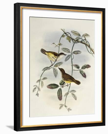 Yellow-Bellied Gerygone (Gerygone Chrysogaster)-John Gould-Framed Giclee Print