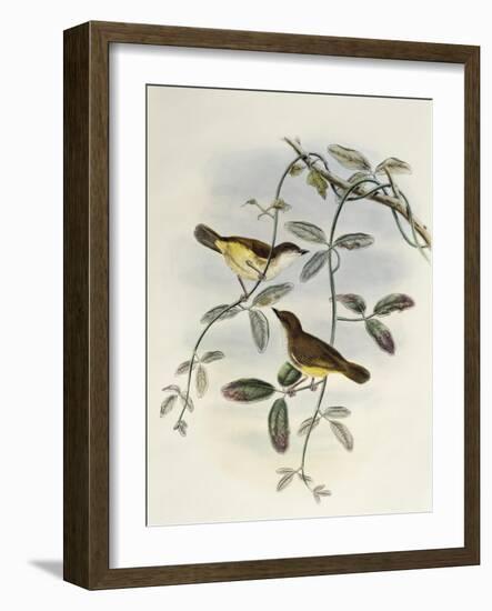 Yellow-Bellied Gerygone (Gerygone Chrysogaster)-John Gould-Framed Giclee Print