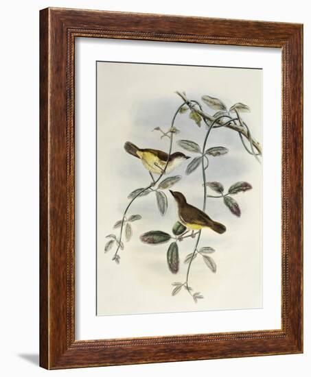 Yellow-Bellied Gerygone (Gerygone Chrysogaster)-John Gould-Framed Giclee Print