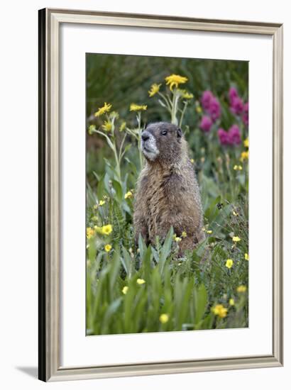 Yellow-Bellied Marmot Among Wildflowers, San Juan Nat'l Forest, Colorado, USA-James Hager-Framed Photographic Print