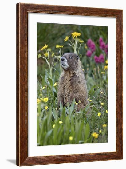 Yellow-Bellied Marmot Among Wildflowers, San Juan Nat'l Forest, Colorado, USA-James Hager-Framed Photographic Print