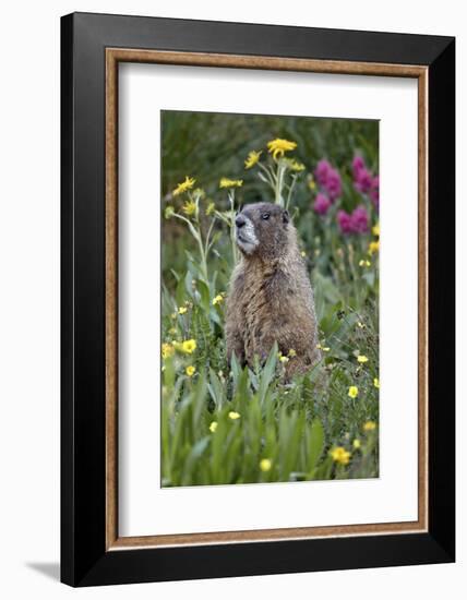 Yellow-Bellied Marmot Among Wildflowers, San Juan Nat'l Forest, Colorado, USA-James Hager-Framed Photographic Print