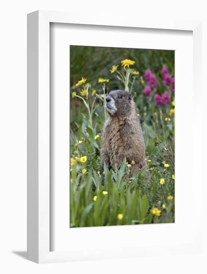 Yellow-Bellied Marmot Among Wildflowers, San Juan Nat'l Forest, Colorado, USA-James Hager-Framed Photographic Print