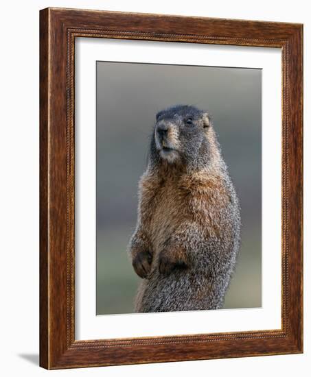 Yellow-bellied marmot at attention, Mount Evans Wilderness, Colorado-Maresa Pryor-Luzier-Framed Photographic Print