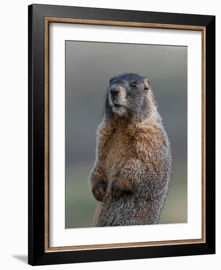 Yellow-bellied marmot at attention, Mount Evans Wilderness, Colorado-Maresa Pryor-Luzier-Framed Photographic Print