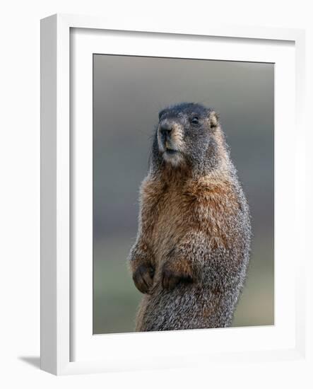 Yellow-bellied marmot at attention, Mount Evans Wilderness, Colorado-Maresa Pryor-Luzier-Framed Photographic Print