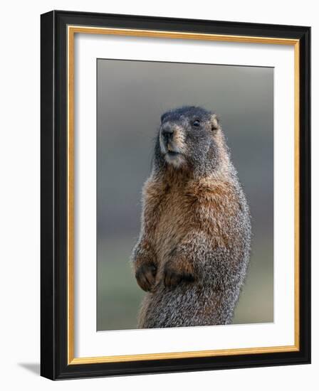 Yellow-bellied marmot at attention, Mount Evans Wilderness, Colorado-Maresa Pryor-Luzier-Framed Photographic Print