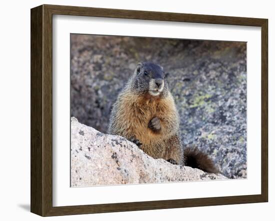 Yellow-Bellied Marmot (Marmota Flaviventris), Arapaho-Roosevelt Nat'l Forest, Colorado, USA-James Hager-Framed Photographic Print