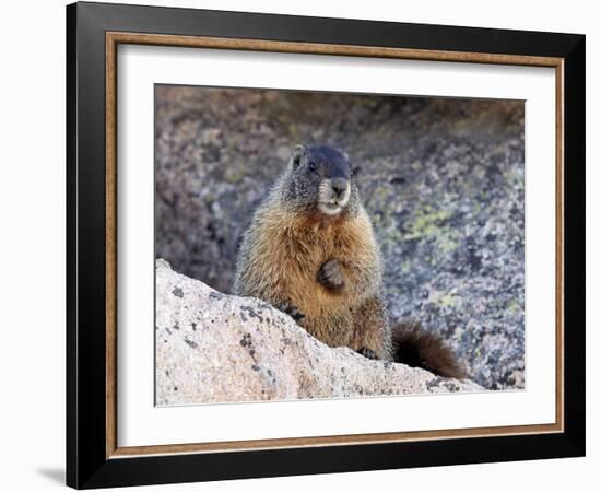 Yellow-Bellied Marmot (Marmota Flaviventris), Arapaho-Roosevelt Nat'l Forest, Colorado, USA-James Hager-Framed Photographic Print