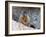 Yellow-Bellied Marmot (Marmota Flaviventris), Arapaho-Roosevelt Nat'l Forest, Colorado, USA-James Hager-Framed Photographic Print