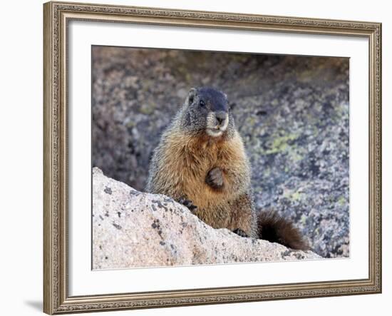 Yellow-Bellied Marmot (Marmota Flaviventris), Arapaho-Roosevelt Nat'l Forest, Colorado, USA-James Hager-Framed Photographic Print