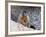 Yellow-Bellied Marmot (Marmota Flaviventris), Arapaho-Roosevelt Nat'l Forest, Colorado, USA-James Hager-Framed Photographic Print