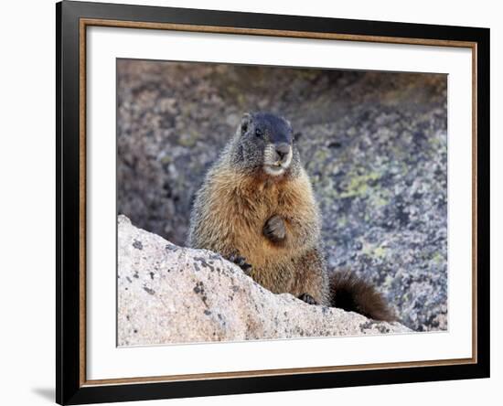 Yellow-Bellied Marmot (Marmota Flaviventris), Arapaho-Roosevelt Nat'l Forest, Colorado, USA-James Hager-Framed Photographic Print