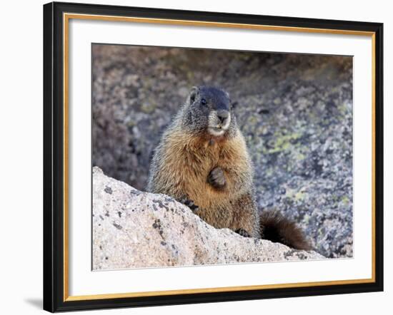 Yellow-Bellied Marmot (Marmota Flaviventris), Arapaho-Roosevelt Nat'l Forest, Colorado, USA-James Hager-Framed Photographic Print