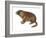 Yellow-Bellied Marmot (Marmota Flaviventris), Mammals-Encyclopaedia Britannica-Framed Art Print