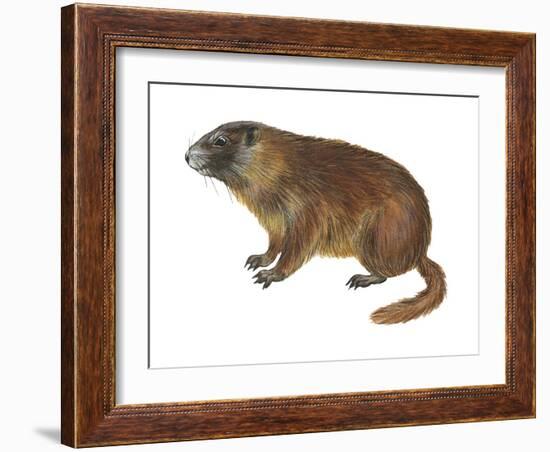 Yellow-Bellied Marmot (Marmota Flaviventris), Mammals-Encyclopaedia Britannica-Framed Art Print