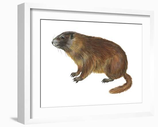 Yellow-Bellied Marmot (Marmota Flaviventris), Mammals-Encyclopaedia Britannica-Framed Art Print