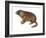 Yellow-Bellied Marmot (Marmota Flaviventris), Mammals-Encyclopaedia Britannica-Framed Art Print