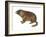 Yellow-Bellied Marmot (Marmota Flaviventris), Mammals-Encyclopaedia Britannica-Framed Art Print